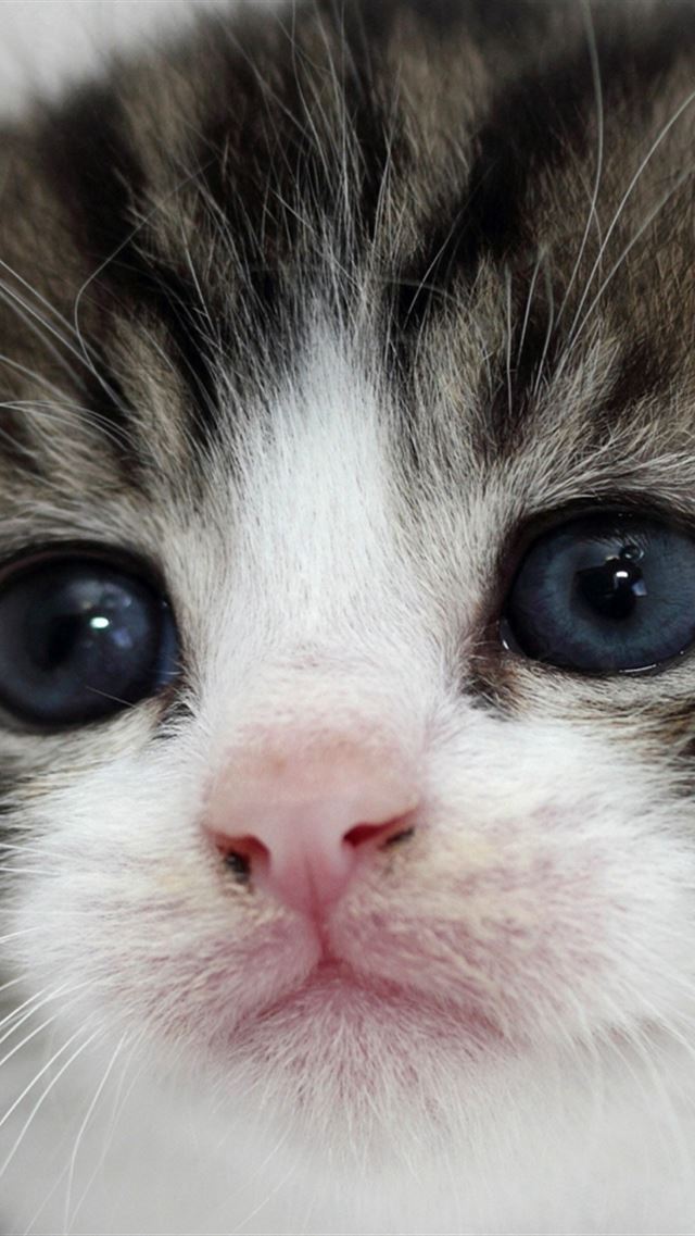 640x960 Kitten Face Eyes Tenderness - pet iPhone 4s Wallpaper