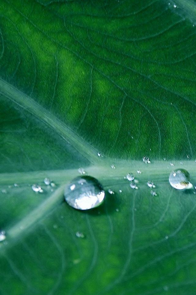 640x960 Leaf Water Spring Green Nature Rain - spring iPhone 4s Wallpaper