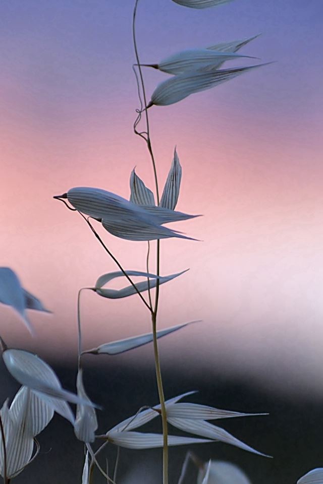 640x960 Grass Flowers Macro Blurring - grass iPhone 4s Wallpaper