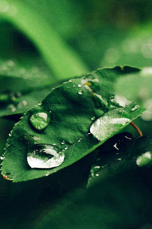 640x960 Leaf Rain Green Nature Forest Blue - flare iPhone 4s Wallpaper