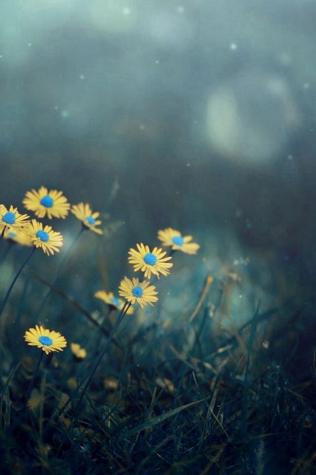 640x960 Night Dark Little Daisy Flower Lawn Grassland Bokeh - flare iPhone 4s Wallpaper