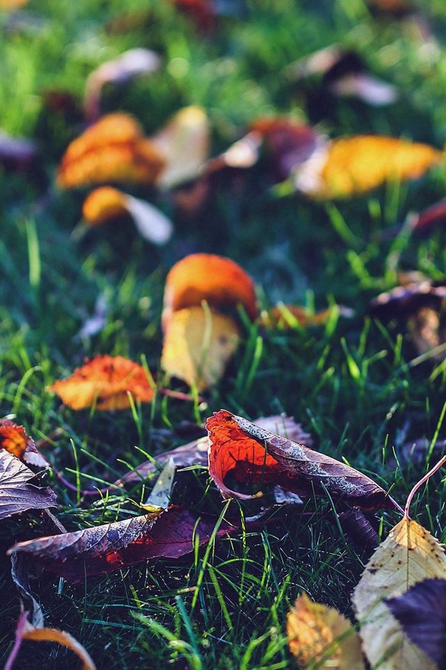 640x960 Fall Leaf Nature Green Backyard Blue Dark - leaf iPhone 4s Wallpaper