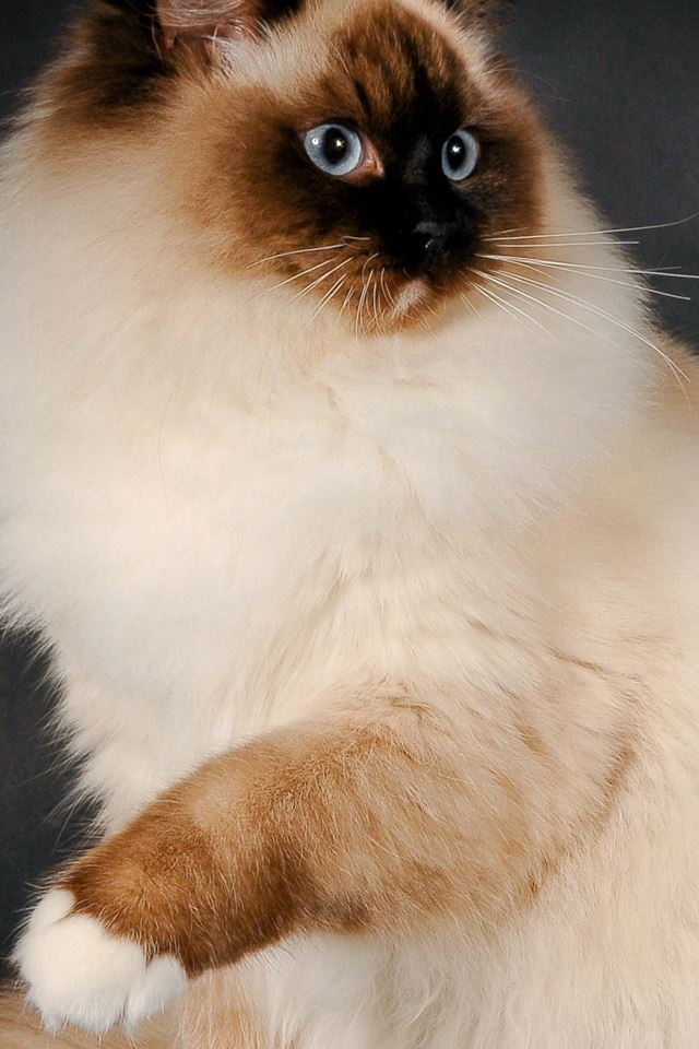 640x960 Ragdoll Cat Breed Color Fluffy - lovely iPhone 4s Wallpaper