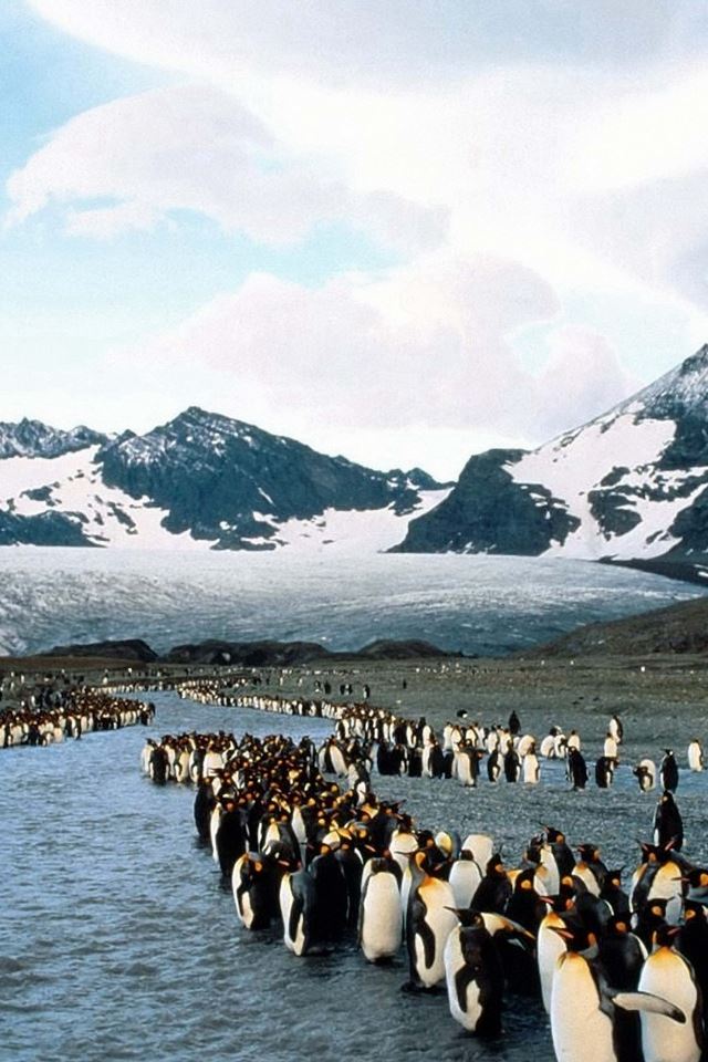 640x960 Penguins North Mountains Flock Colony -  iPhone 4s Wallpaper