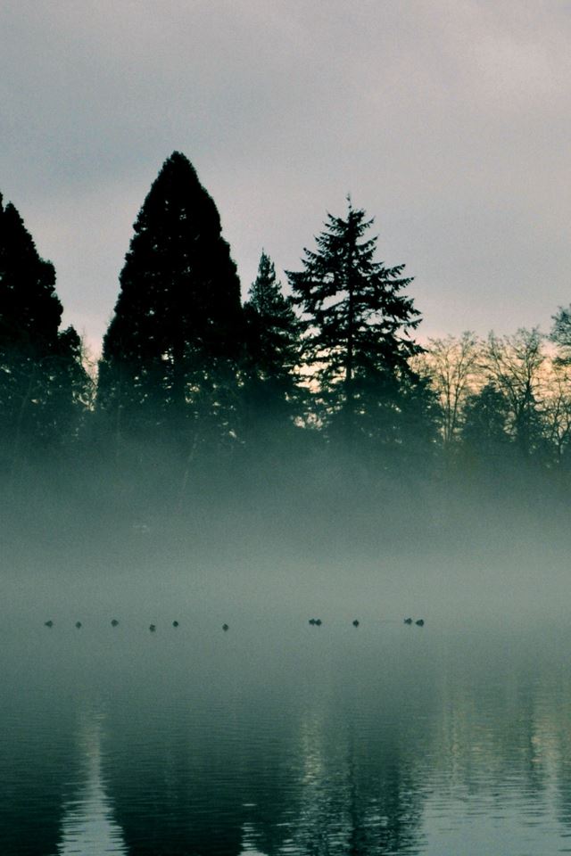 640x960 River Trees Fog Reflection -  iPhone 4s Wallpaper