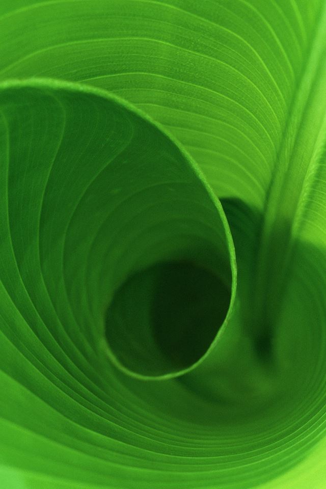 640x960 Curled Leaf - pure iPhone 4s Wallpaper