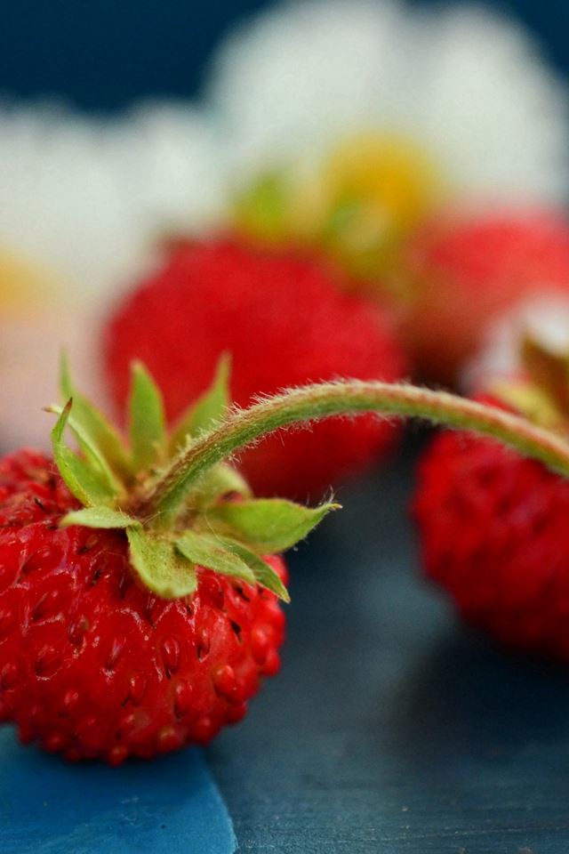 640x960 Wild Strawberry Chamomile Berries - berries iPhone 4s Wallpaper