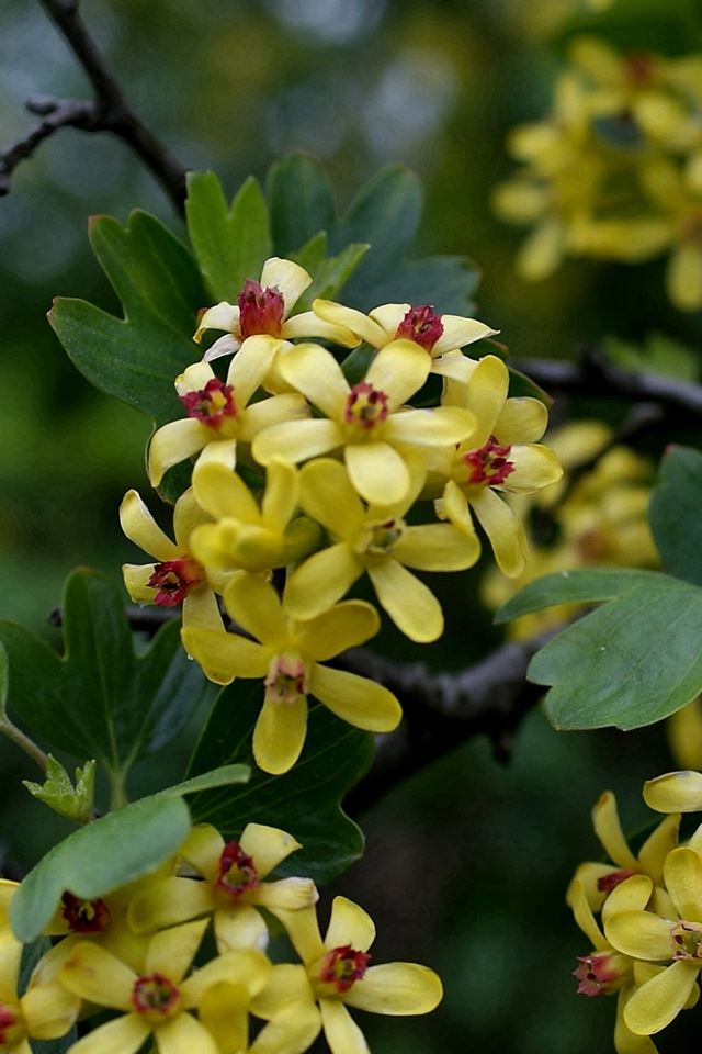 640x960 Branch Leaves Flowers -  iPhone 4s Wallpaper