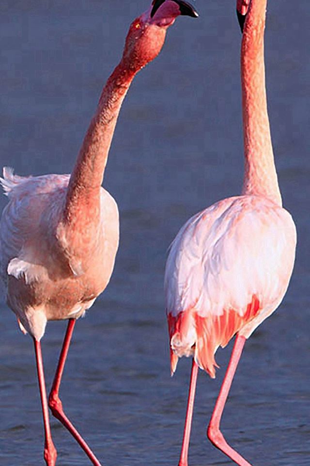 640x960 Camargue Rose Flamingo - orange iPhone 4s Wallpaper