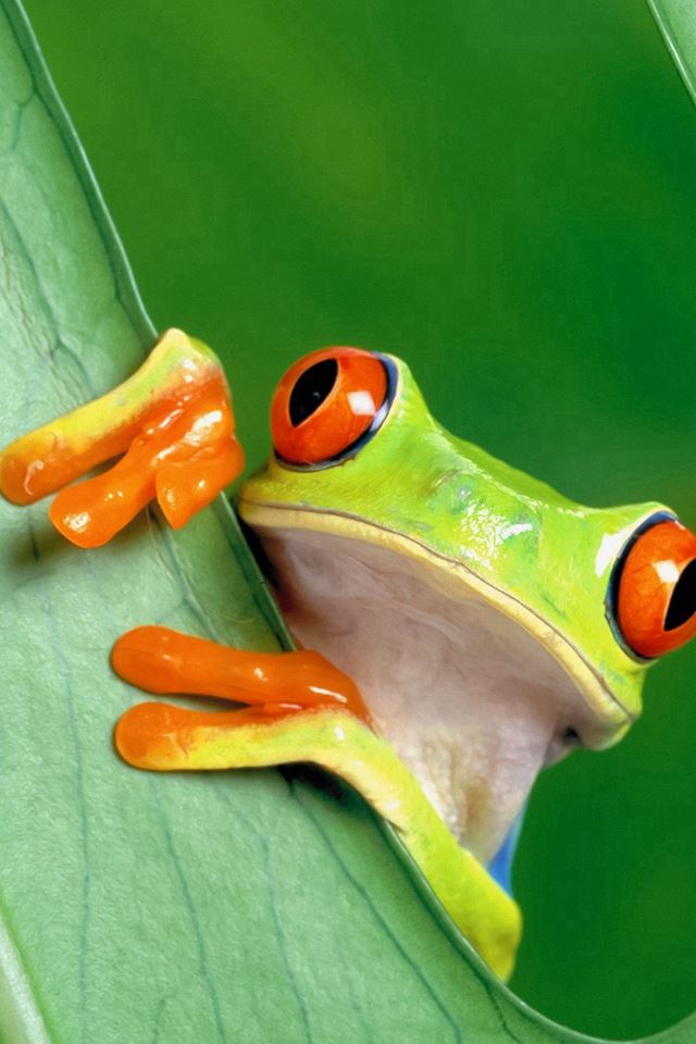 640x960 Curious Tree Frog Funny - tree iPhone 4s Wallpaper