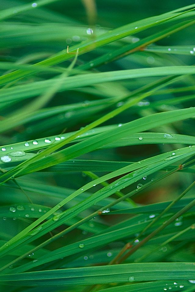 640x960 Blades of Grass - dew iPhone 4s Wallpaper