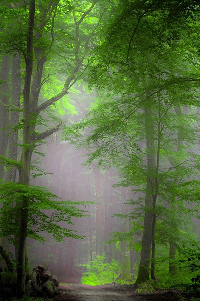 640x960 Forest Morning Mist - leaf iPhone 4s Wallpaper