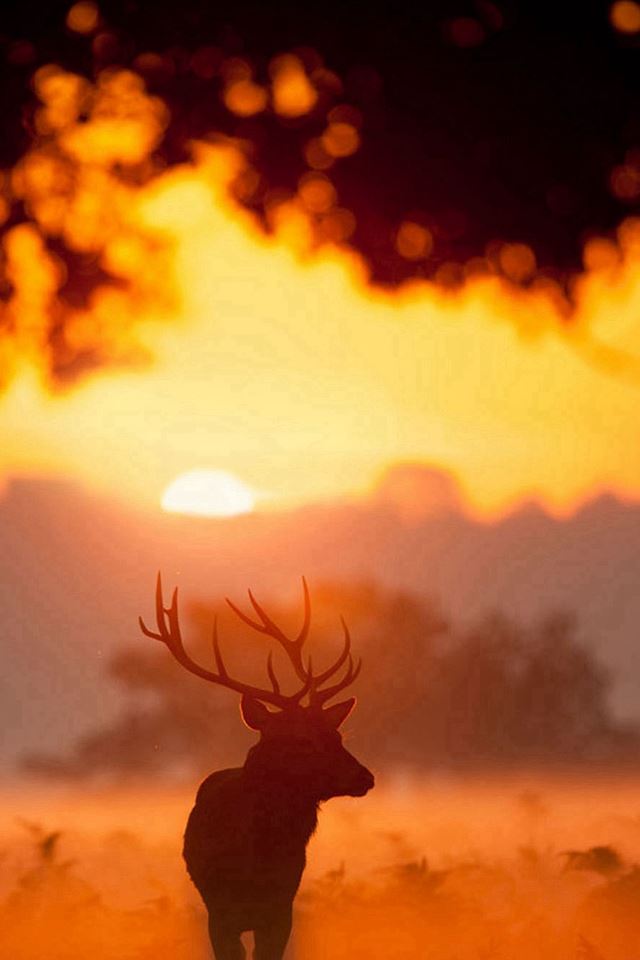 640x960 Elk Animal Wandering Sunset Grassland - orange iPhone 4s Wallpaper