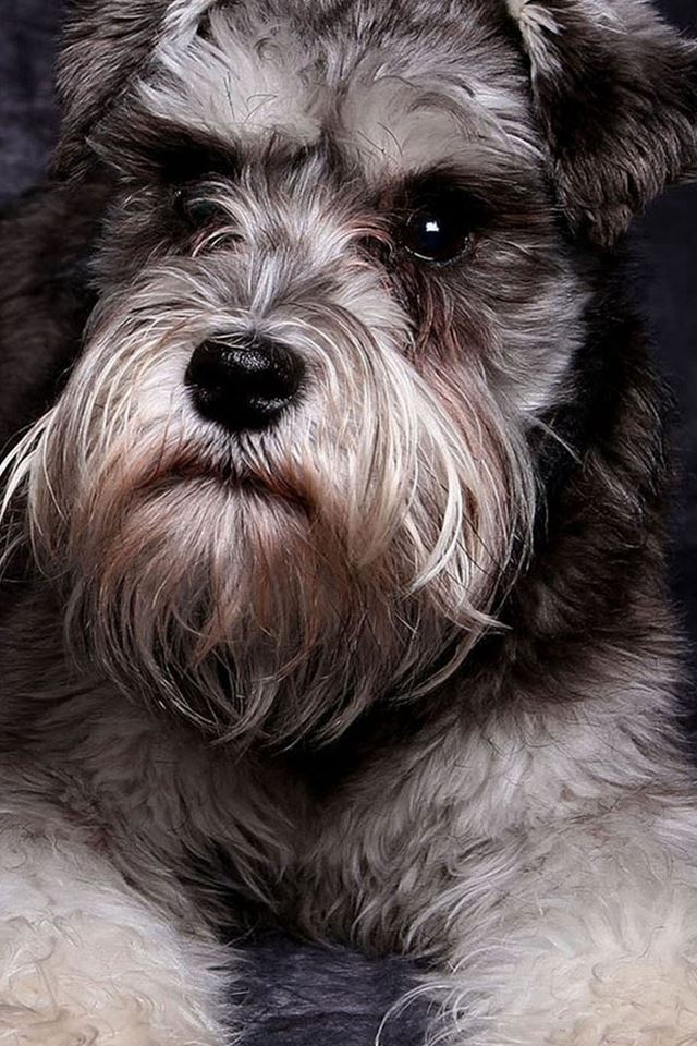 640x960 Miniature Schnauzer Cute Dog Animal - pet iPhone 4s Wallpaper