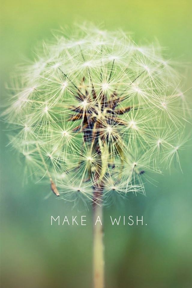 640x960 Make A Wish Dandelion - white iPhone 4s Wallpaper