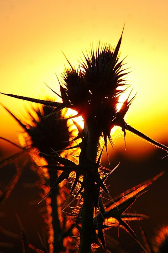 640x960 Sunrise - closeups iPhone 4s Wallpaper