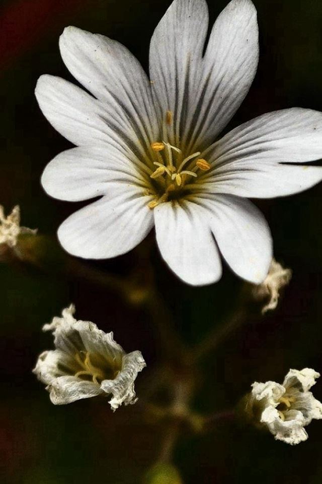 640x960 Nature Dark White Bloomy Flower Plant Macro - black iPhone 4s Wallpaper