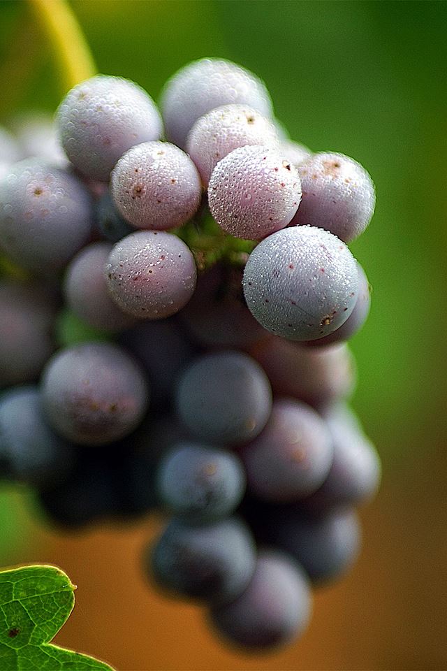 640x960 Purple Grapes -  iPhone 4s Wallpaper