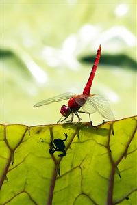 Red dragonfly iPhone 4s Wallpapers Free Download