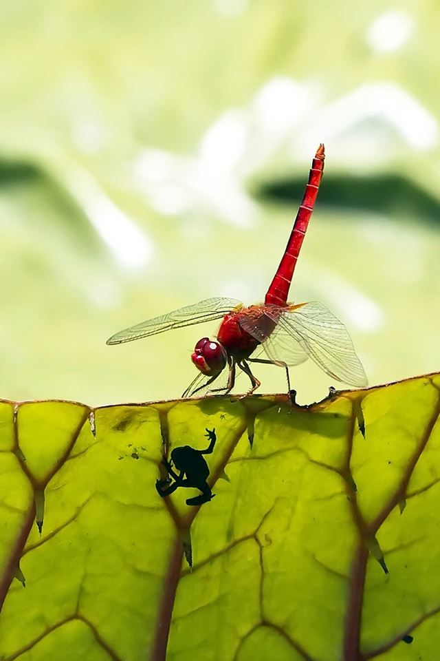 640x960 Red Dragonfly - animals iPhone 4s Wallpaper