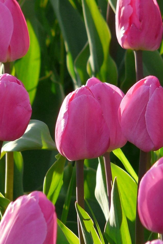 640x960 Nature Pink Tulips Flowers Garden - leaf iPhone 4s Wallpaper