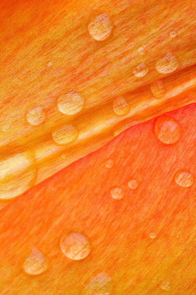 640x960 Flower Petal Closeup - drops iPhone 4s Wallpaper