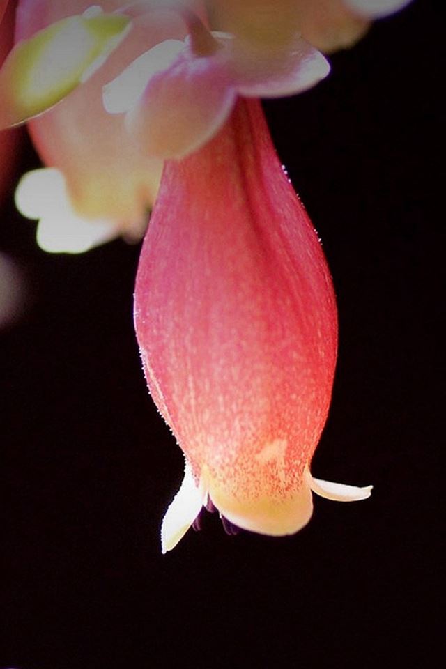 640x960 Palace Lamp Longevity Flower - black iPhone 4s Wallpaper