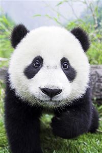 Panda Bear Closeup wallpaper