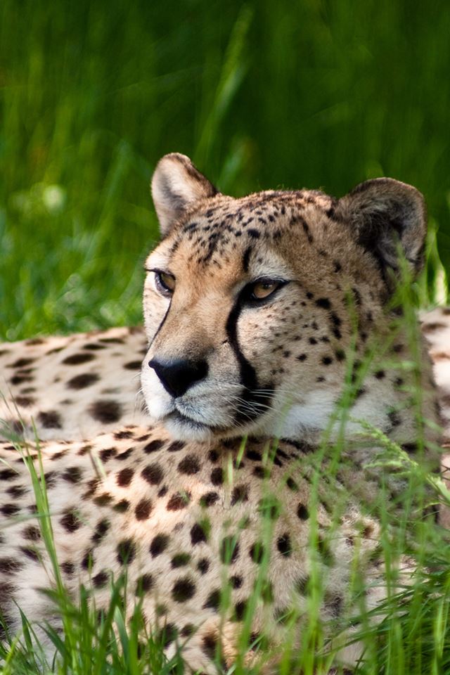 640x960 Leopard - leopard iPhone 4s Wallpaper