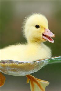 Yellow Duckling wallpaper