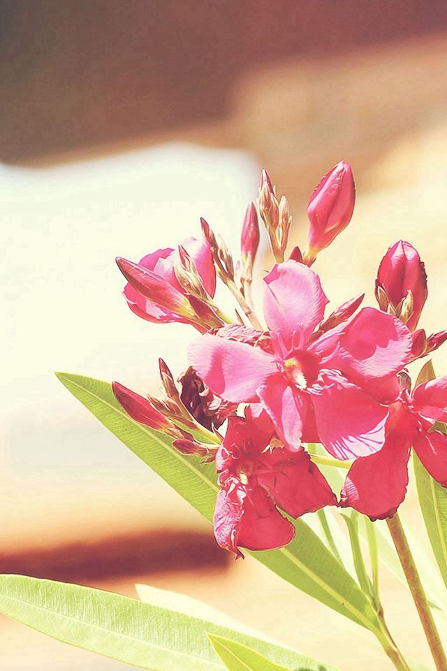 640x960 Beautiful Flower Nature Bright Bouquet - leaf iPhone 4s Wallpaper