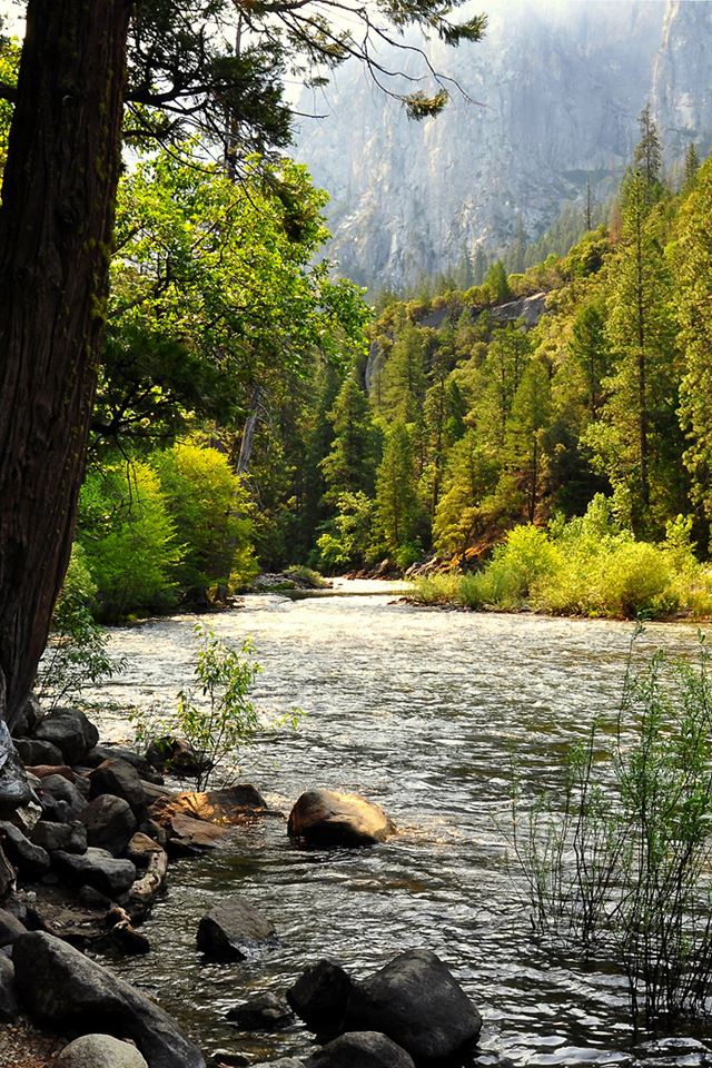 640x960 Forest River - trees iPhone 4s Wallpaper
