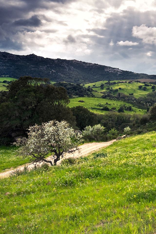 640x960 Hillside Beauty - beauty iPhone 4s Wallpaper