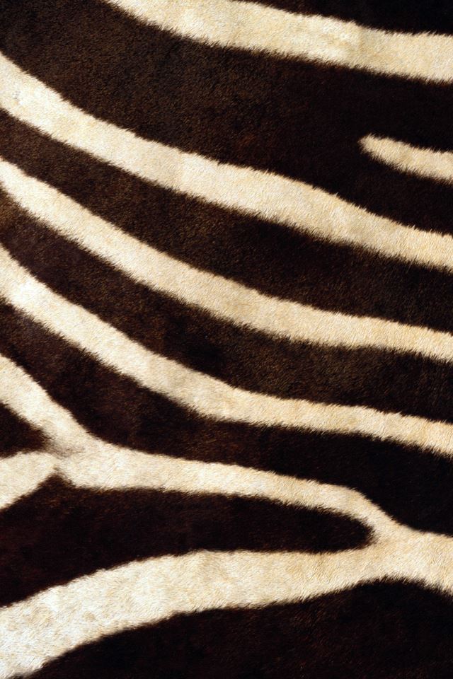 640x960 Zebra Texture - wild iPhone 4s Wallpaper