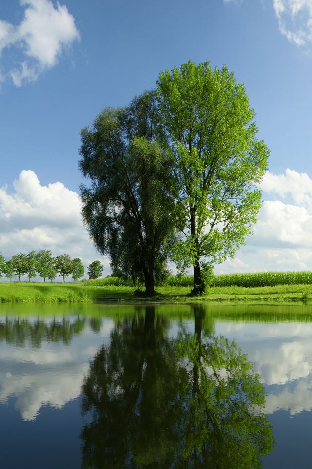 640x960 Green Tall Trees - tall iPhone 4s Wallpaper