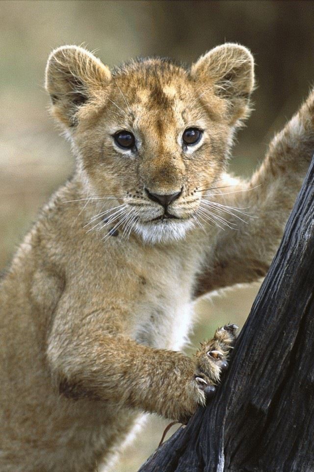 640x960 Lion Cub - cats iPhone 4s Wallpaper