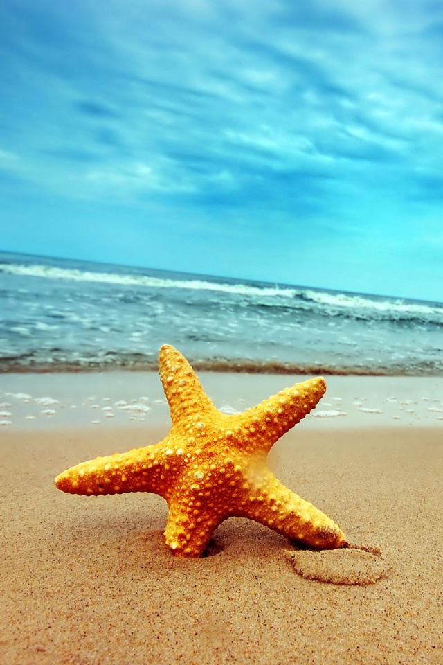 640x960 Star Fish - beach iPhone 4s Wallpaper