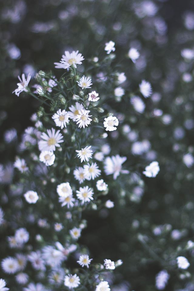640x960 Marguerite - white iPhone 4s Wallpaper