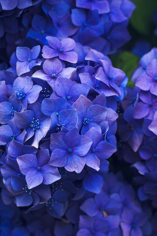 640x960 Hydrangea - spring iPhone 4s Wallpaper