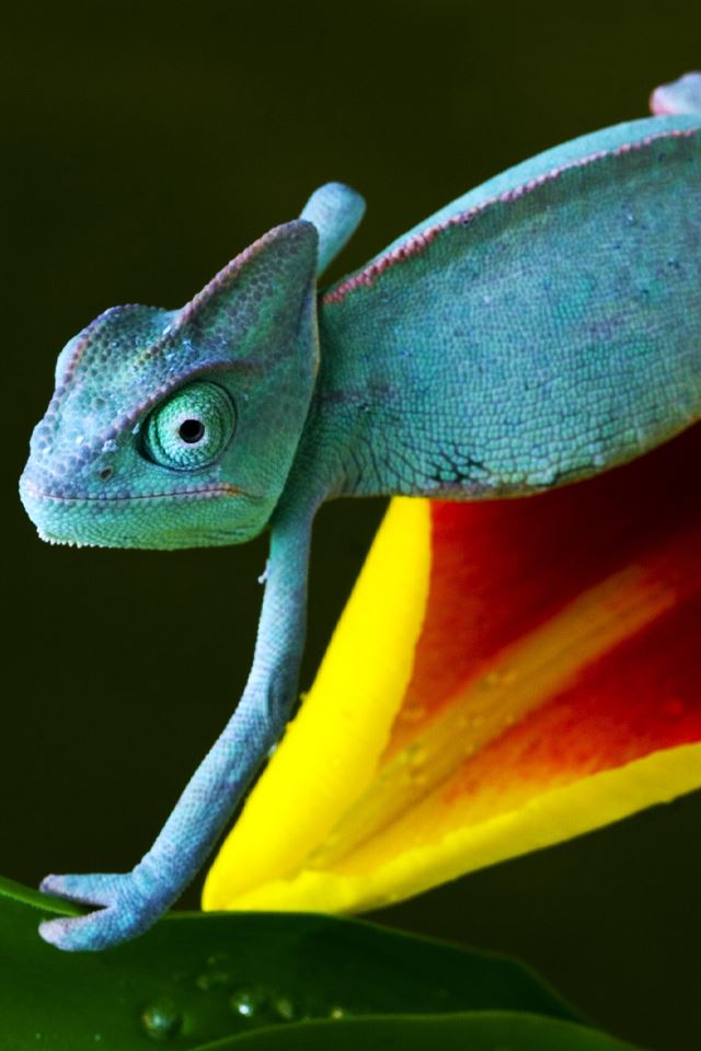 640x960 Chameleon - animals iPhone 4s Wallpaper
