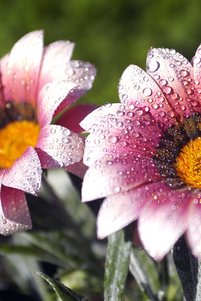 640x960 Flowers With Dew - plants iPhone 4s Wallpaper