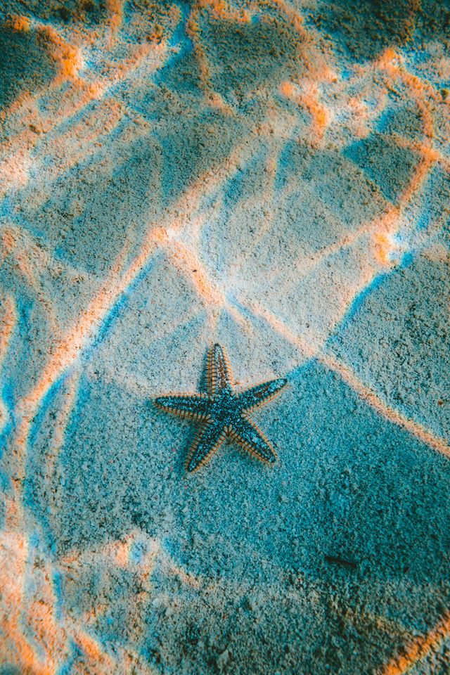 640x960 Starfish sea beach - orange iPhone 4s Wallpaper