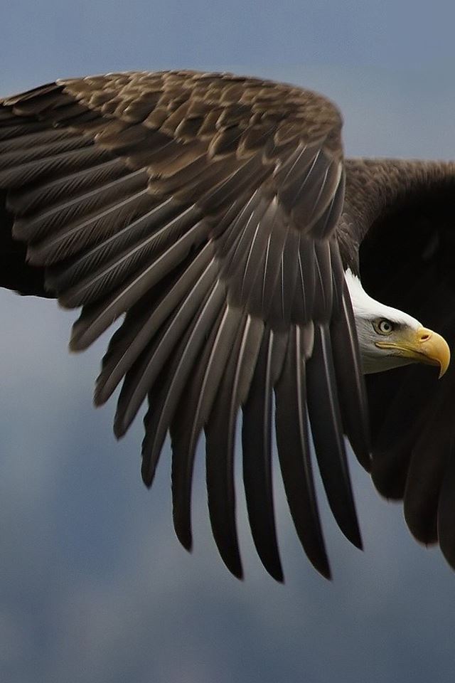 640x960 Soaring Eagle - eagle iPhone 4s Wallpaper