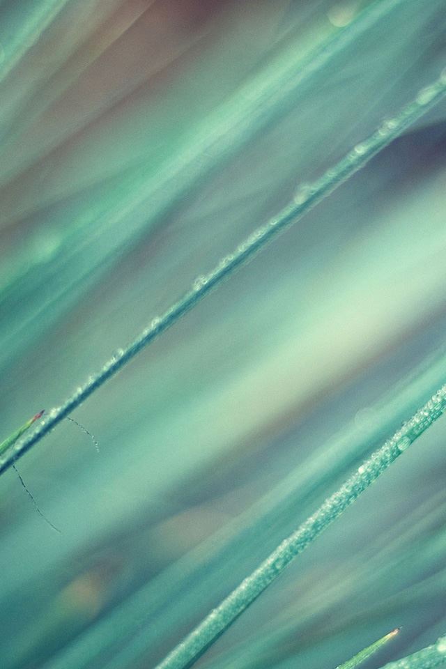 640x960 Nature leaf grass soft - bokeh iPhone 4s Wallpaper