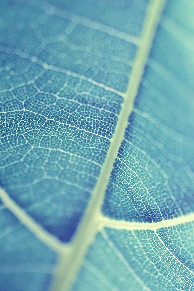 640x960 Leaf bokeh blue - leaf iPhone 4s Wallpaper