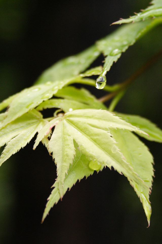 640x960 Green Leaves - closeups iPhone 4s Wallpaper