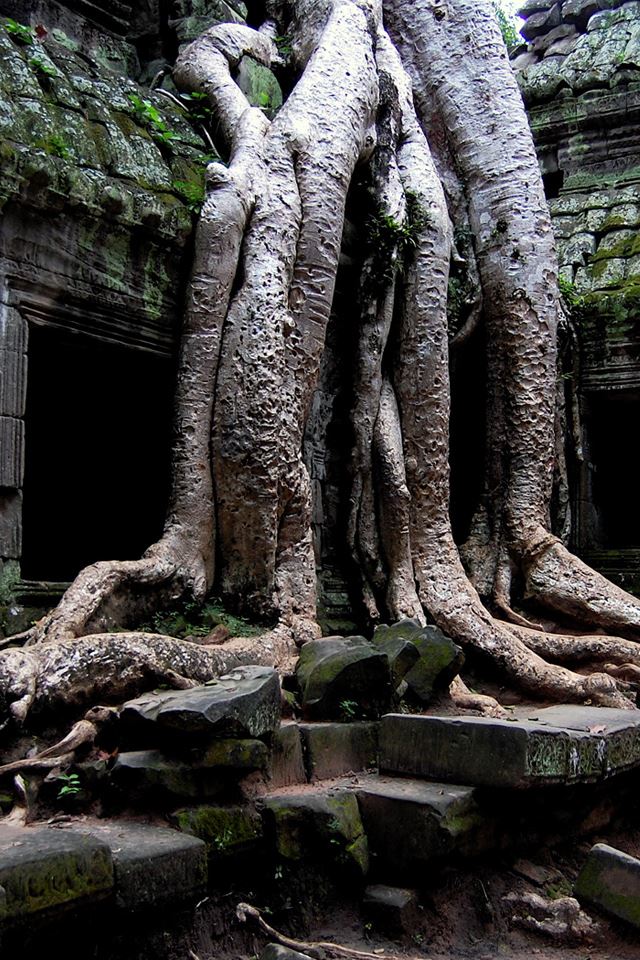 640x960 Tree Roots - tall iPhone 4s Wallpaper