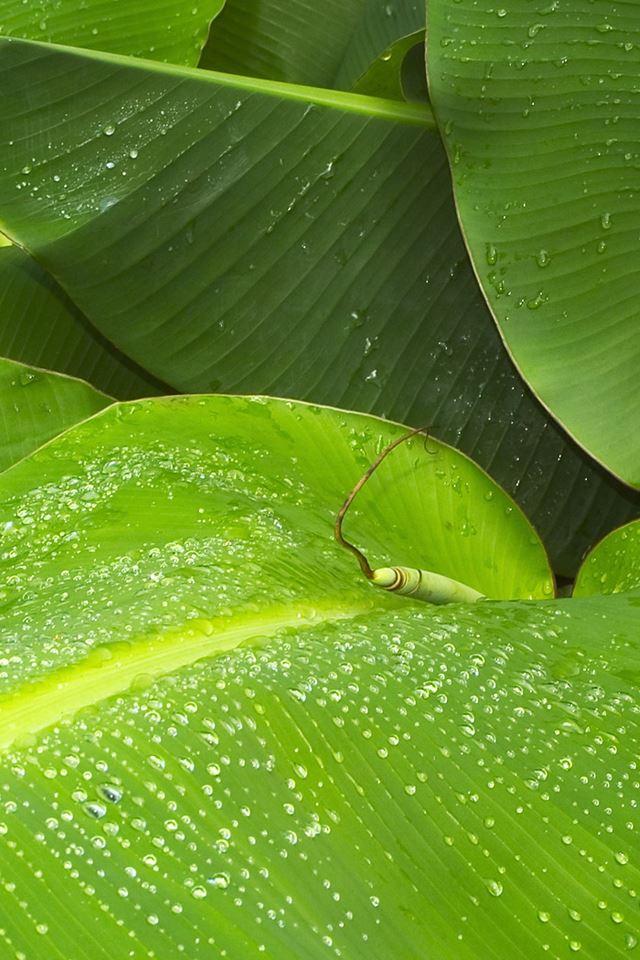 640x960 Leaf Closeup - closeups iPhone 4s Wallpaper