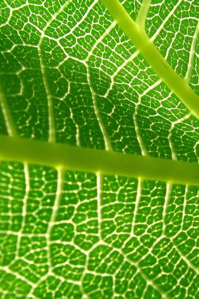 640x960 Plant Leaf - pure iPhone 4s Wallpaper