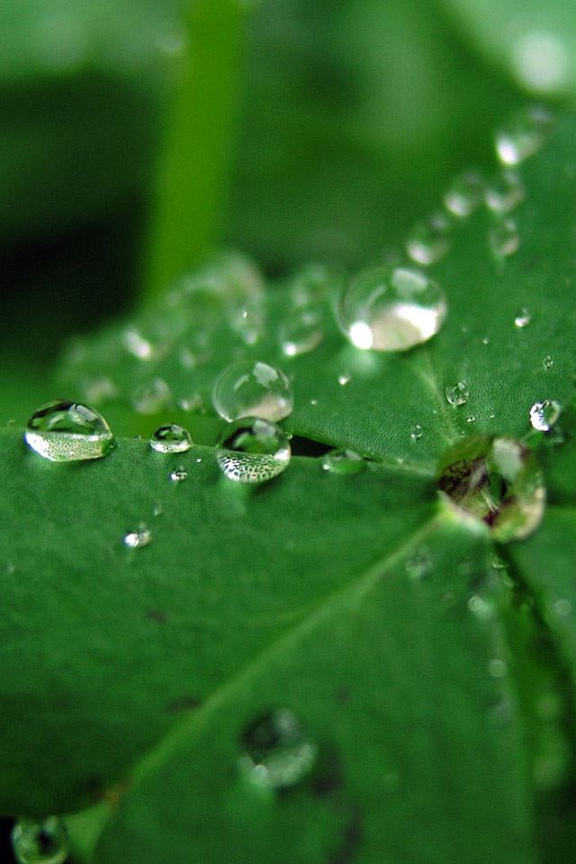 640x960 Dew Drops - drops iPhone 4s Wallpaper